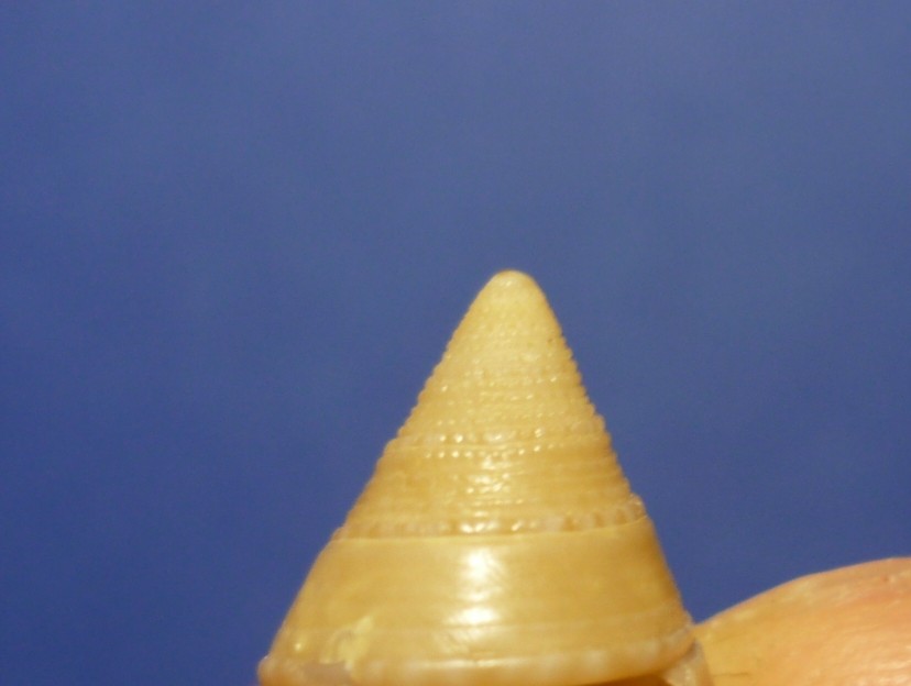 Calliostoma planatum(dubium)?